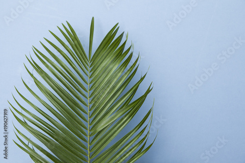 Obraz tropikalny liść palmy na pastelowym tle