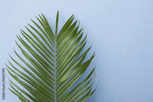 Fototapeta tropikalny liść palmy na pastelowym tle