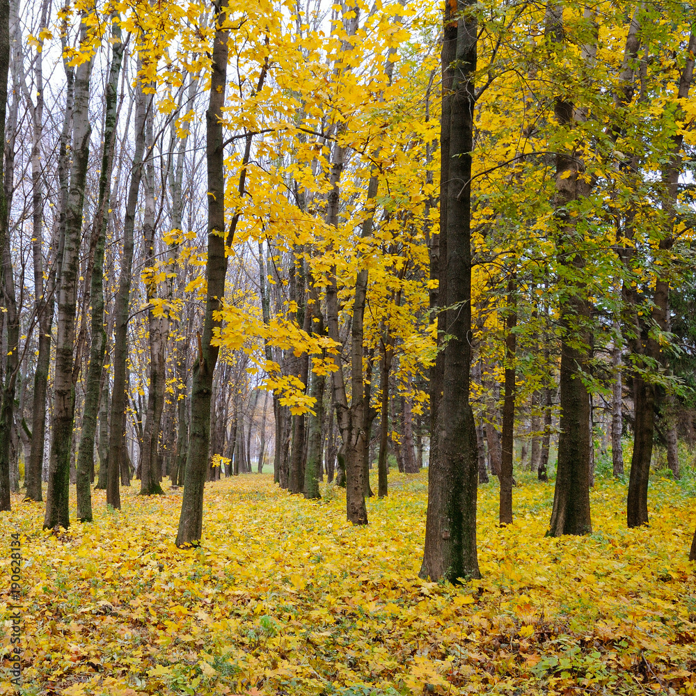 Autumn forest . Late fall. Overcast.