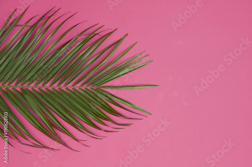 Tropical palm tree leaf on a trendy pastel pink background