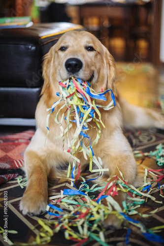Golden retriever dog with streamers in the mouth at home celebrating carnival