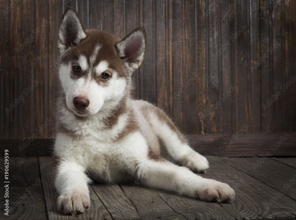 siberian husky puppy on wood background siberian husky puppy on wood background