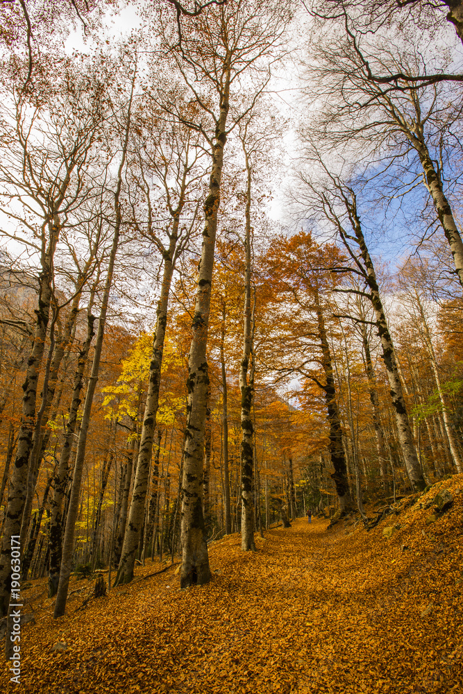 Obraz premium Otoño en los Pirineos