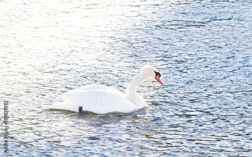 Swan on a river  