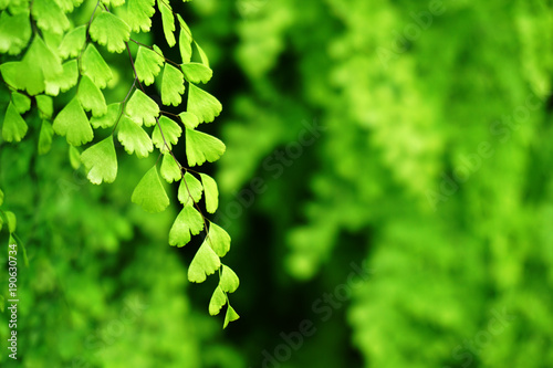 Adiantum Fent photo