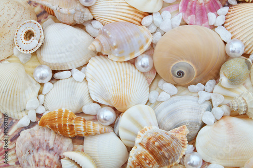 Many seashells with pearls close up