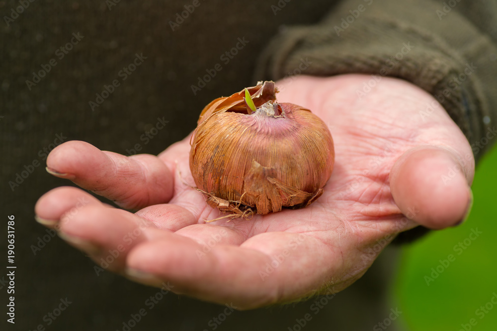 A man holding a sprouting gladiola bulb. A man holding a sprouting gladiola bulb.