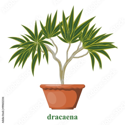 Color image of dracene in a clay pot on a white background. Isolated object. Dracaena in Cartoon style. Vector illustration