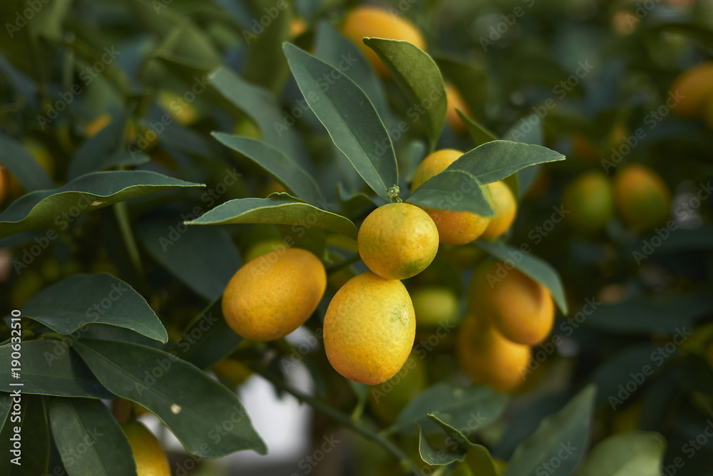 Kumquat