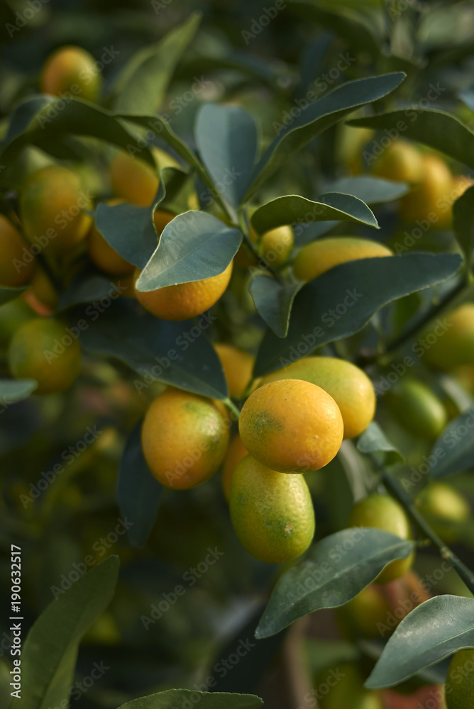 Kumquat