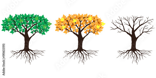 Big maples tree in summer, autumn and winter
