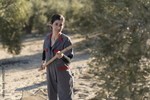  workers collecting olive oil in jaen, Spain. Black olives harve