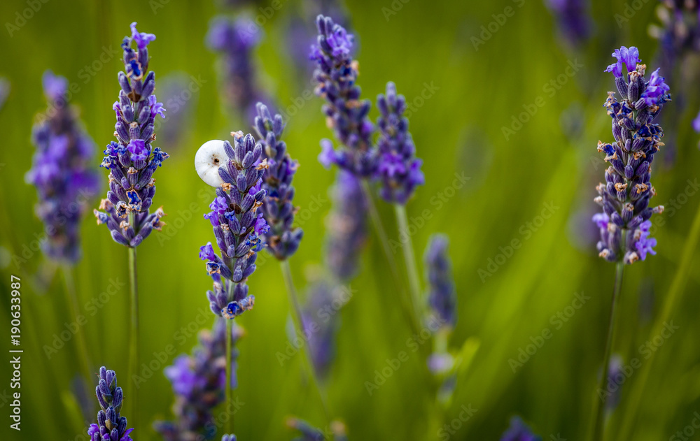 Eine Schnecke genießt den Duft von Lavendel Eine Schnecke genießt den Duft von Lavendel