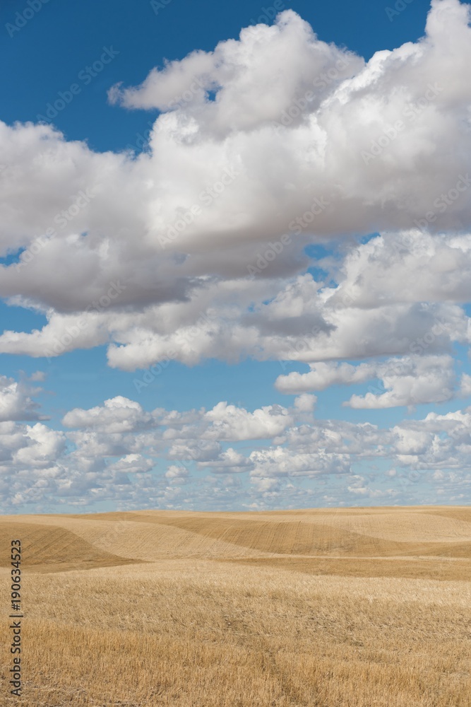 Cumulus cloud over wheat field