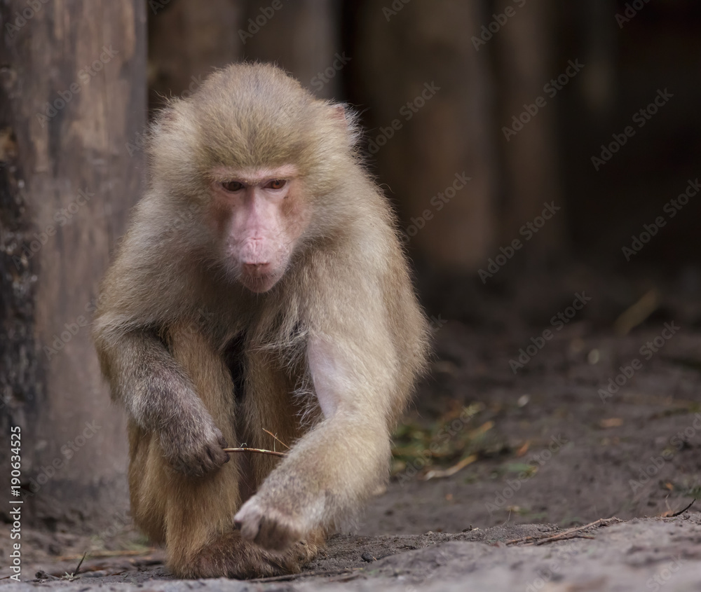 Japanese Macaque Monkeys Japanese Macaque Monkeys