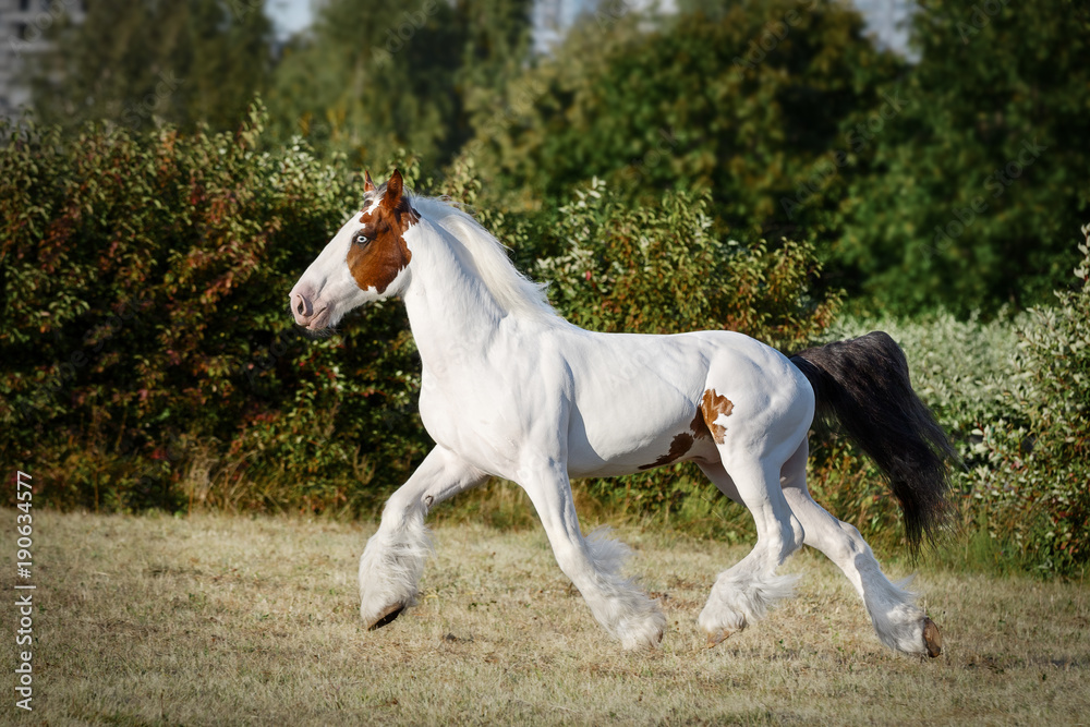 Pinto horse running trot on the field by summer Pinto horse running trot on the field by summer