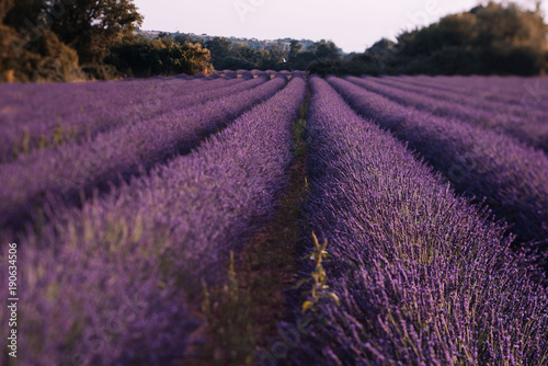 Stunning lavender field in Provence during the afterglow, summer colourful landscape