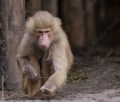 Japanese Macaque Monkeys © Randy van Domselaar