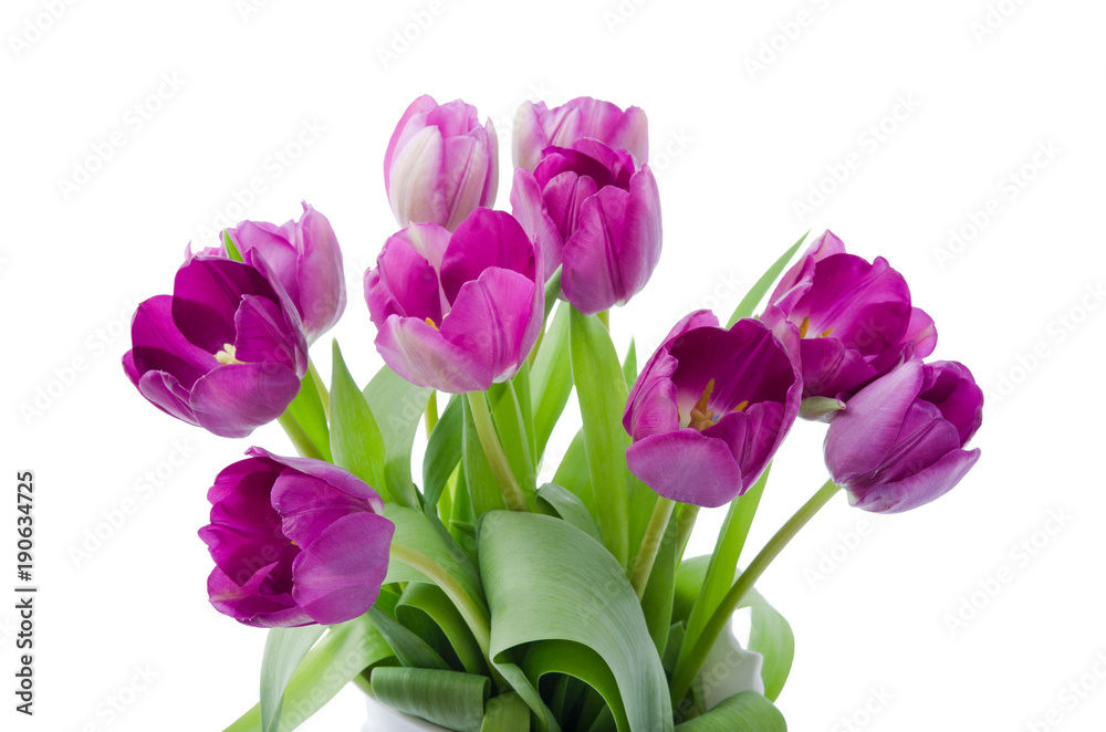 Lila Tulpen, Strauß Lila Tulpen, Strauß