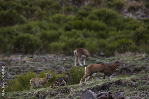 Muflones en los Pirineos