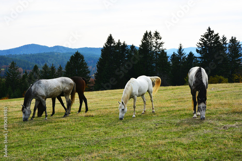 horses on the mountain pasture, autumn landscapes
