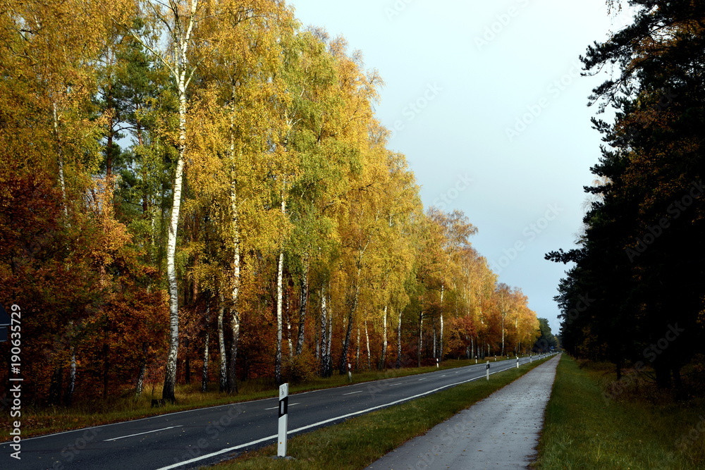 Obraz premium Birken an der Landstraße