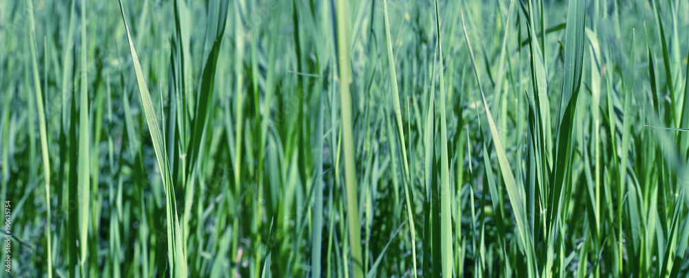 Grass. Fresh green grass selective focus Grass. Fresh green grass selective focus