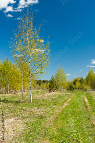 Sunny Spring Landscape  Road Path To Forest  Young Birch Tree  Growing Young Green Grass On Blue Sky Background.