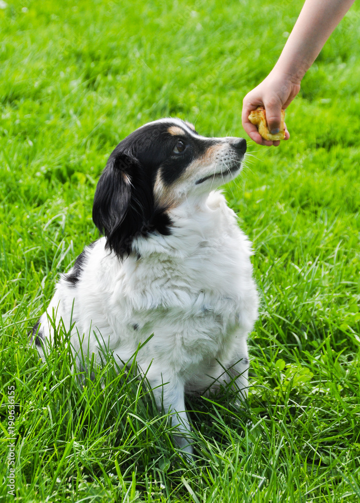 black and white dog asking for food black and white dog asking for food