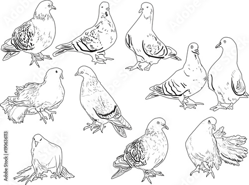 ten pigeon outlines collection on white