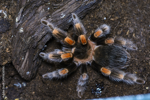 tarantula