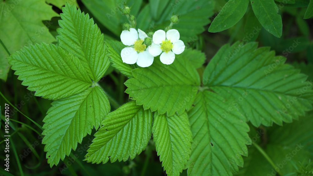 Wild strawberry blossoming, macro shot of a flower. Full blown flower of strawberry in green summer garden. Wild strawberry blossoming, macro shot of a flower. Full blown flower of strawberry in green summer garden.
