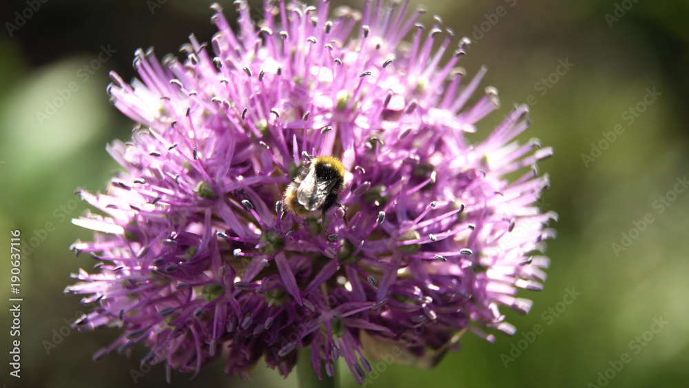 Bee on purple flower. Bee collects nectar from a flower in sunny summer day,macro. Honeybee on Flower. Bee on purple flower. Bee collects nectar from a flower in sunny summer day,macro. Honeybee on Flower.