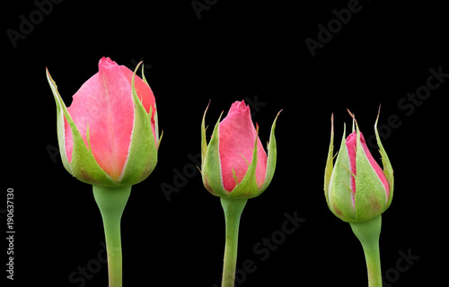 Buds of a pink rose isolated on a black background.