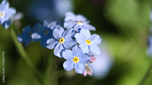 Closeup on beautiful blue flower.Wild flowers,colorful wildflowers blossoming in field macro.Wildflower meadow.Beautiful rural landscape.