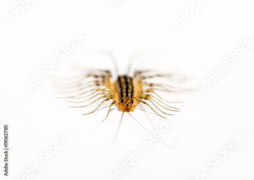 Scutigera coleoptrata. The Flycatcher. Centipede flycatcher insect predator