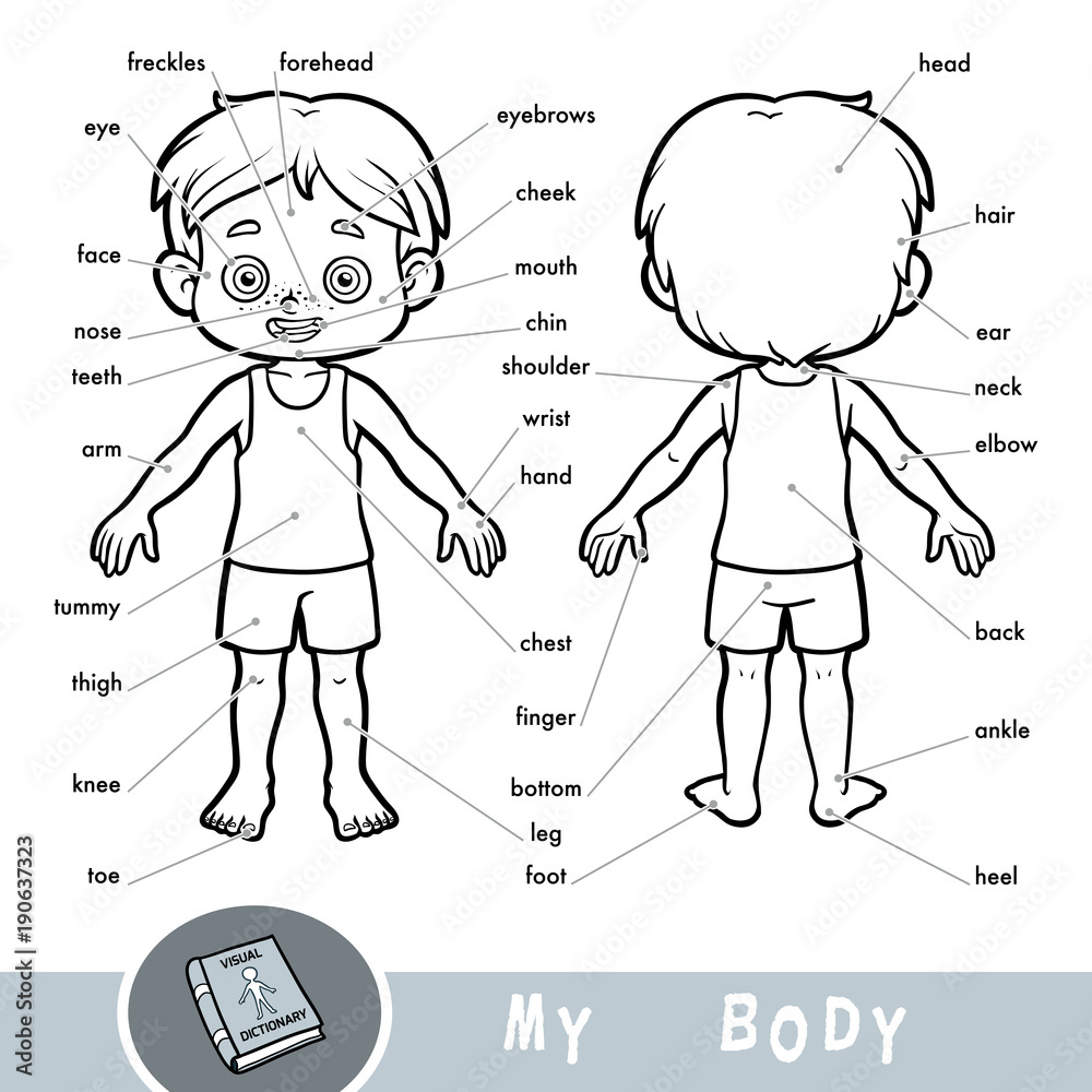 Visual Dictionary For Children About The Human Body. My Body Parts For A Boy.  Stock Vector | Adobe Stock