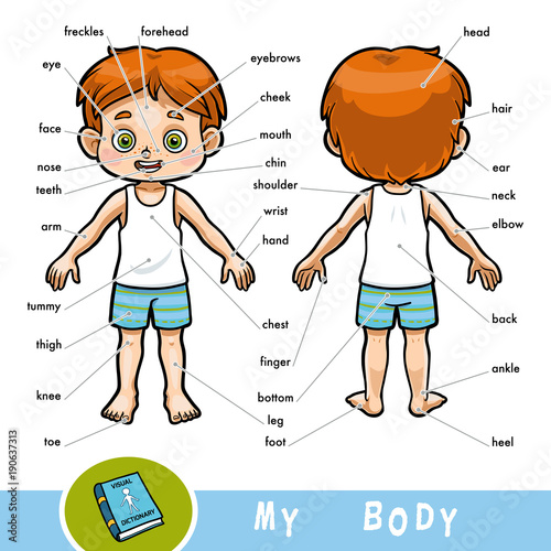 Visual dictionary for children about the human body. My body parts for a boy.