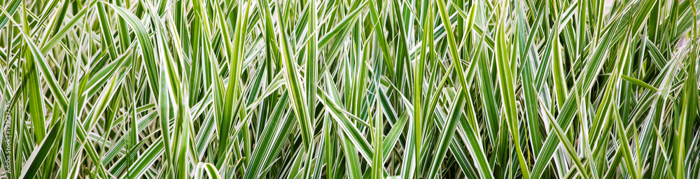 Naklejka premium .Green juicy striped grass on a summer day. Panoramic background..