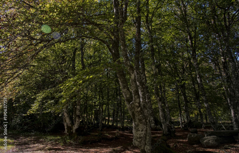 Obraz premium Source du Brameloup à Prades-d'Aubrac, Aveyron, France
