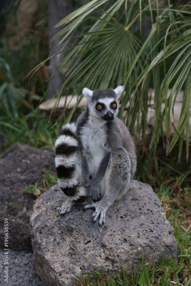 Fototapeta premium Lemur small funny animal mammal Africa Madagascar