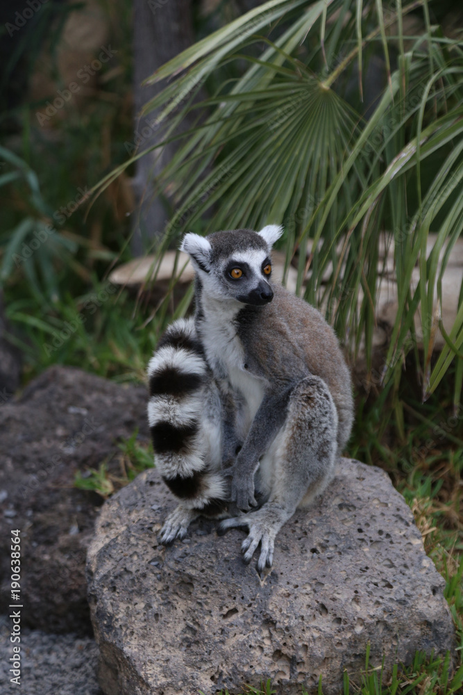 Lemur small funny animal mammal Africa Madagascar