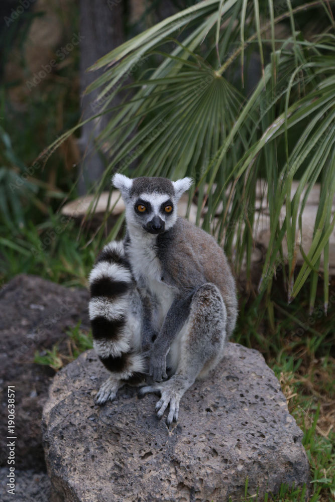 Obraz premium Lemur small funny animal mammal Africa Madagascar