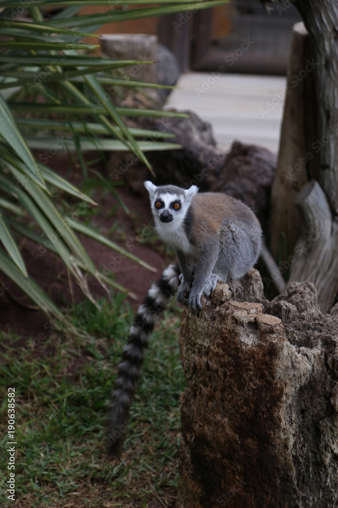 Lemur small funny animal mammal Africa Madagascar