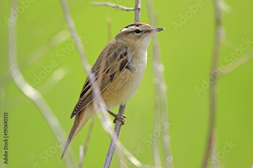 Single Sedge Warbler bird on a tree branch during a spring nesting period © Art Media Factory