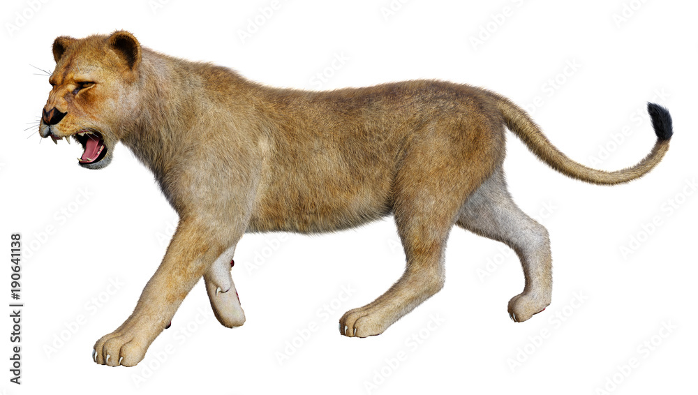 Obraz premium 3D Rendering Female Lion on White