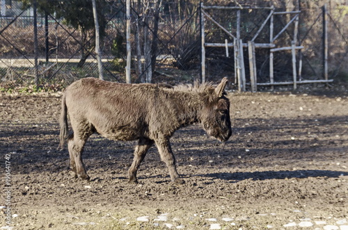 Beautiful donkey walking in autumnal farmyard, Sofia, Bulgaria 