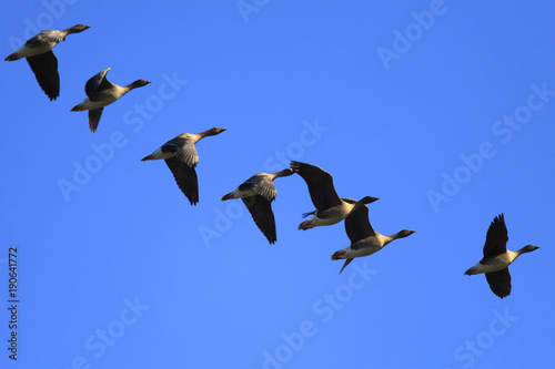 Flock of Greylag Goose birds in flight over grassy wetlands during a spring nesting period