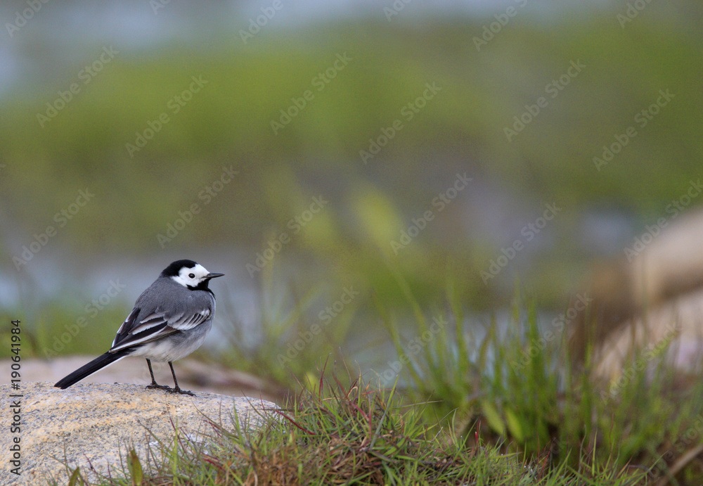 Single White wagtail bird on grassy wetlands during a spring nesting period