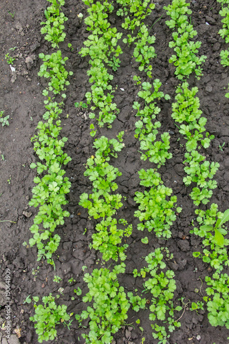 Young parsley grows in rows on a garden
